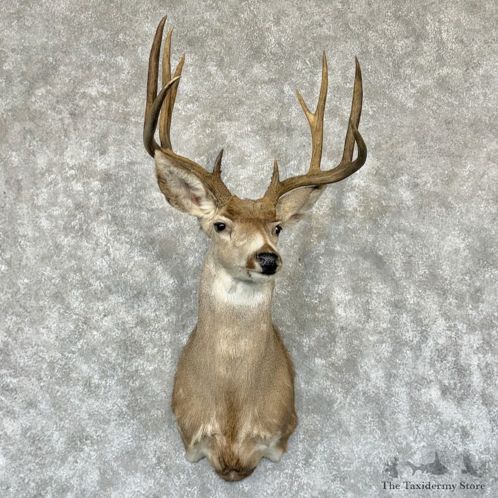Mule Deer Shoulder Mount For Sale #29157 @ The Taxidermy Store