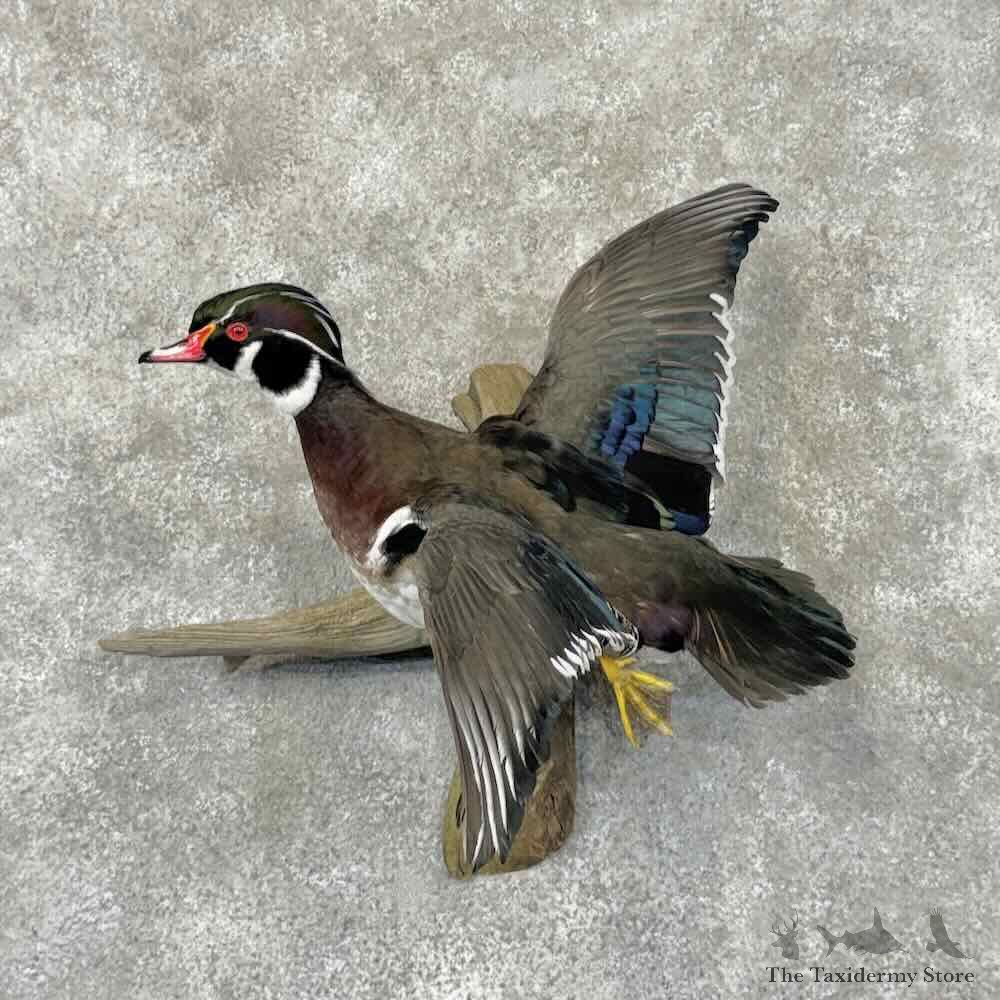 Wood Duck Drake Bird Mount For Sale #31940 @ The Taxidermy Store