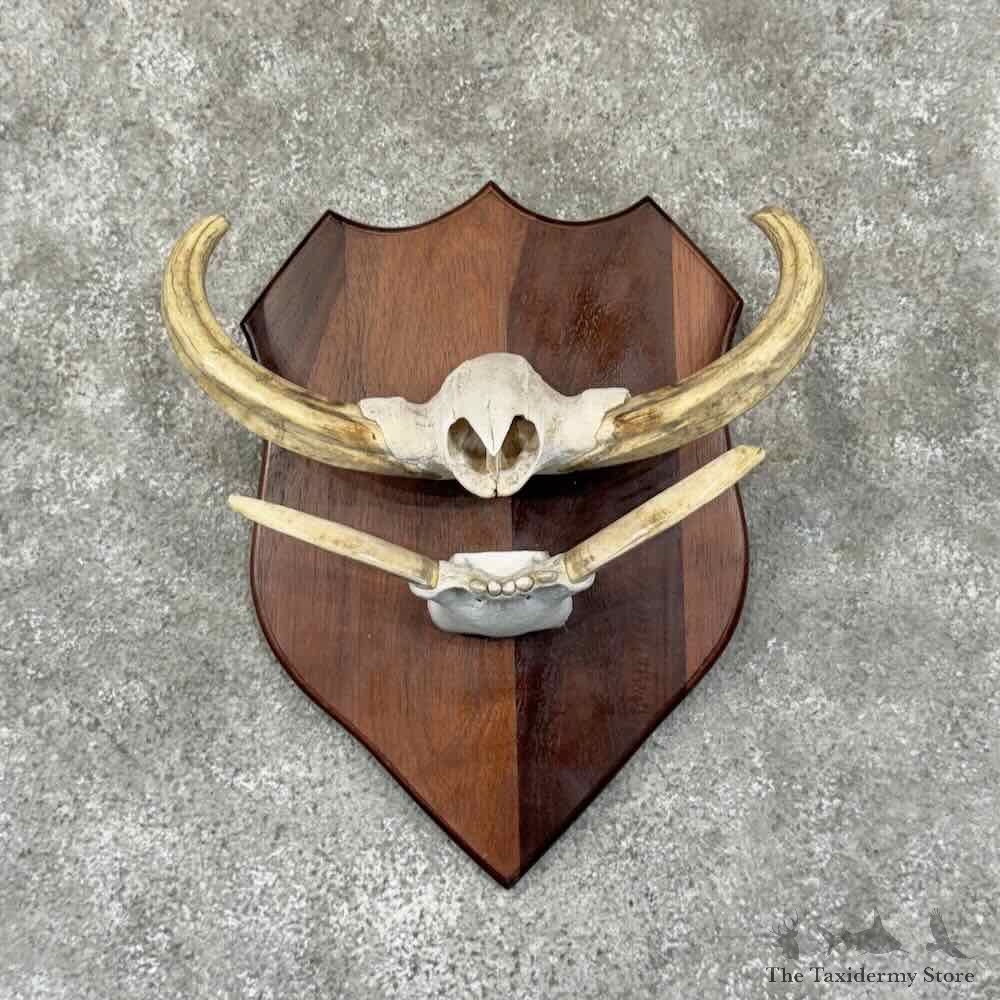 Warthog Tusk Plaque Display For Sale #30922 @ The Taxidermy Store