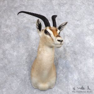 Robert's Gazelle Shoulder Mount #18629 For Sale @ The Taxidermy Store