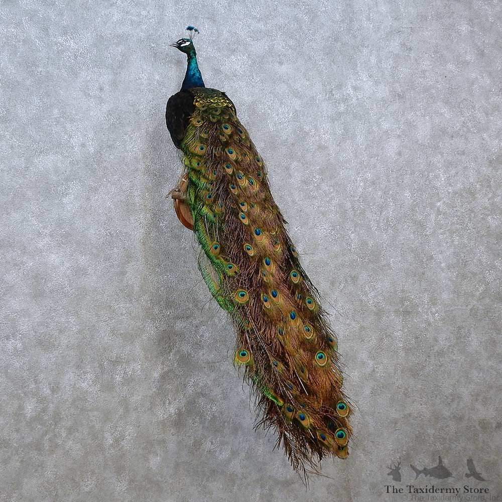 Indian Peacock Bird Mount For Sale #15240 @ The Taxidermy Store