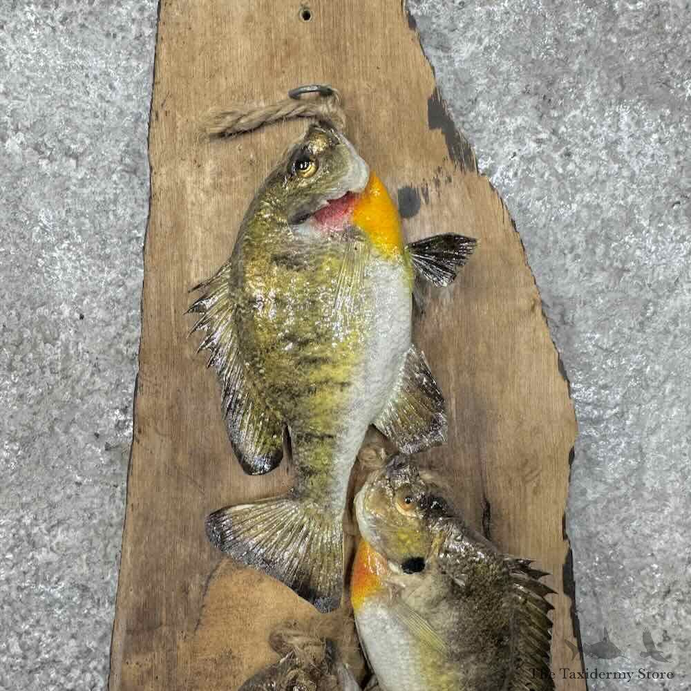 Bluegill Stringer Fish Mount For Sale #30463 @ The Taxidermy Store