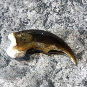 Polar Bear Claw Taxidermy For Sale #19610 - The Taxidermy Store