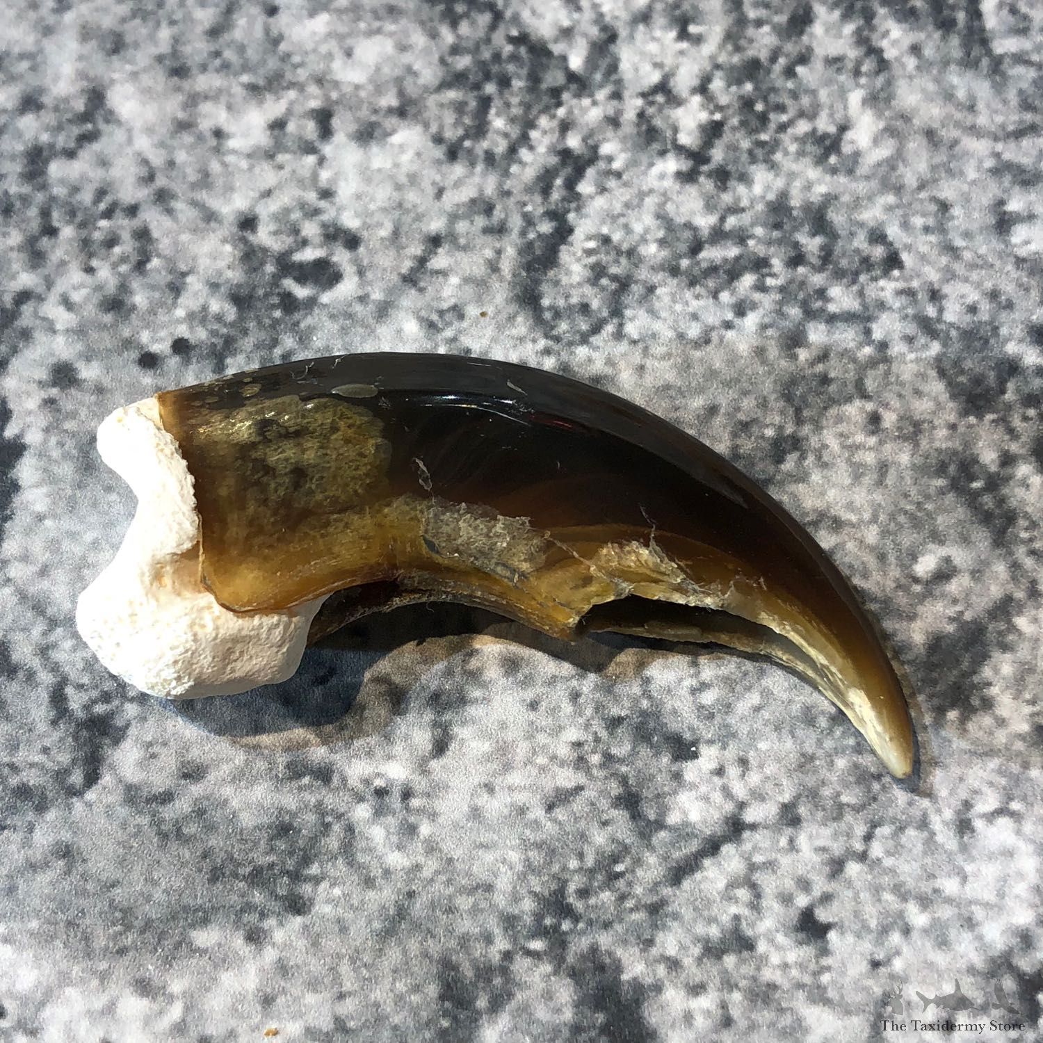 Polar Bear Claw Taxidermy For Sale #19610 - The Taxidermy Store