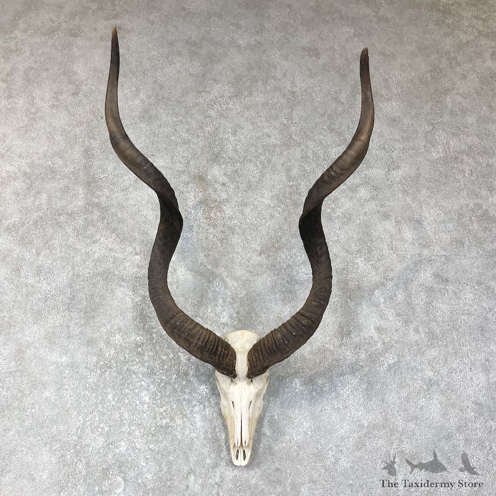 Greater Kudu Skull European Mount For Sale #25640 @ The Taxidermy Store