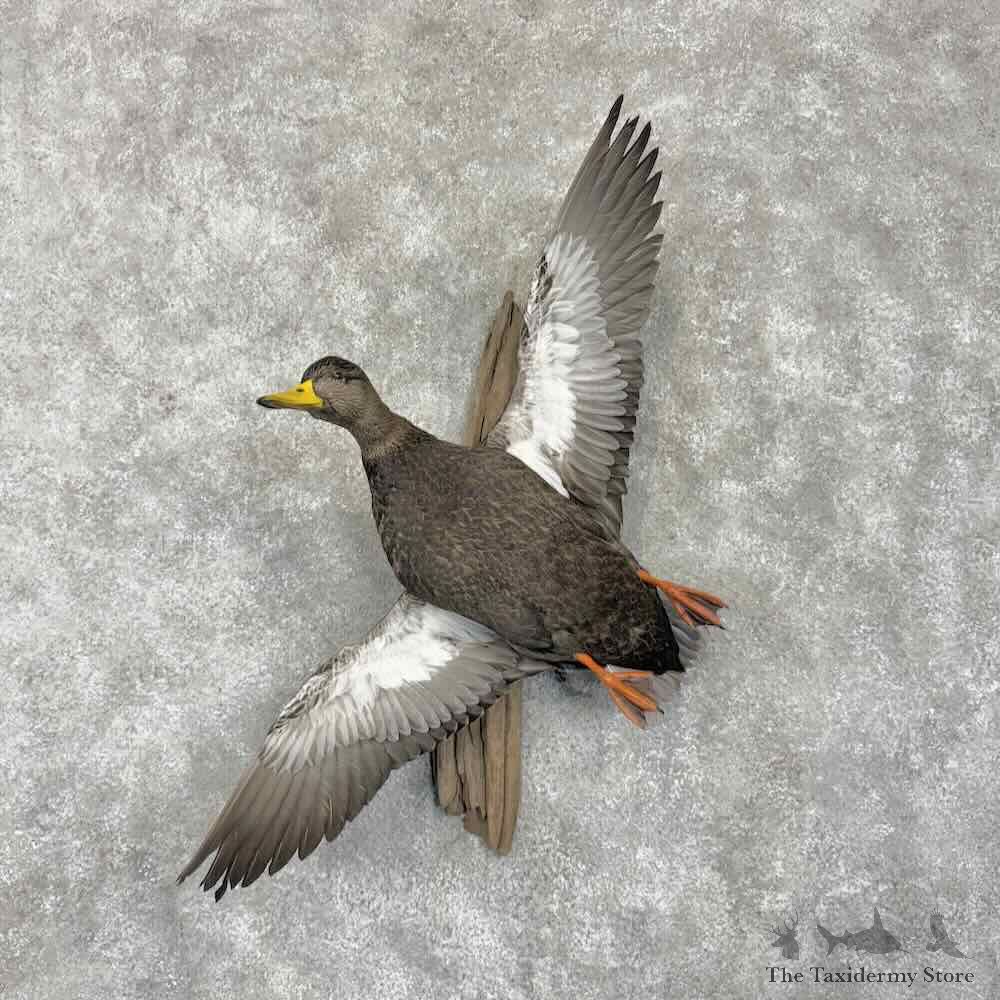 Black Duck Drake Bird Mount For Sale #31732 @ The Taxidermy Store