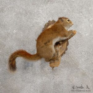 Red Squirrel Life-Size Mount For Sale #21027 @ The Taxidermy Store