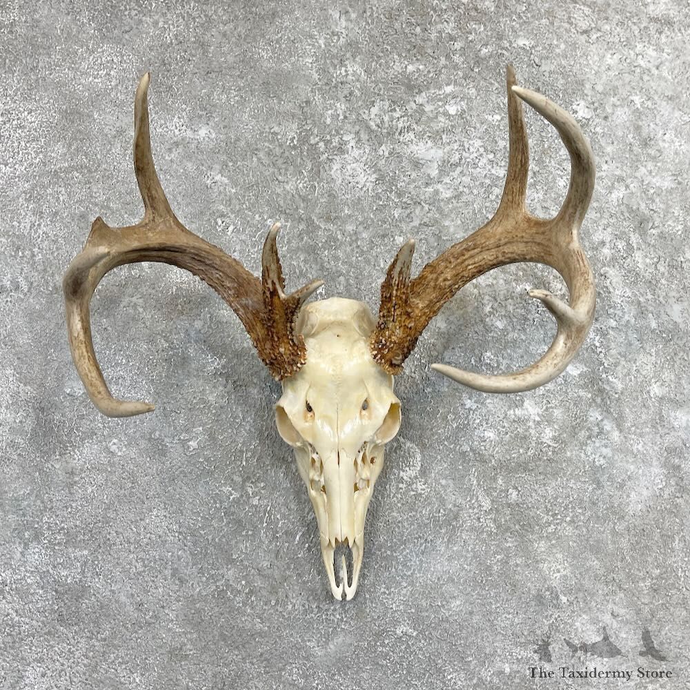 Whitetail Deer Skull European Mount For Sale #27401 @ The Taxidermy Store