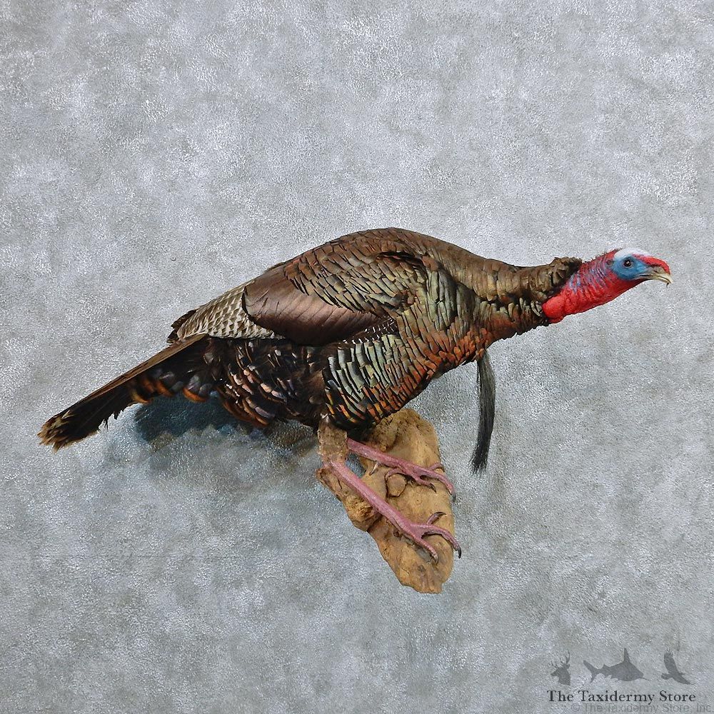 Eastern Wild Turkey Life Size Taxidermy Mount #12593 For Sale @ The Taxidermy Store