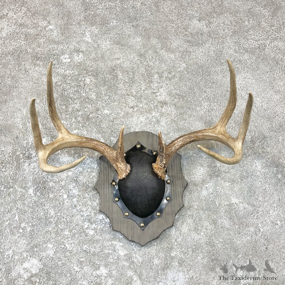 Whitetail Deer Antler Plaque Taxidermy Mount For Sale #26709 @ The Taxidermy Store