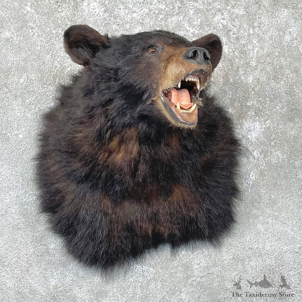 Black Bear Shoulder Mount For Sale #26713 @ The Taxidermy Store