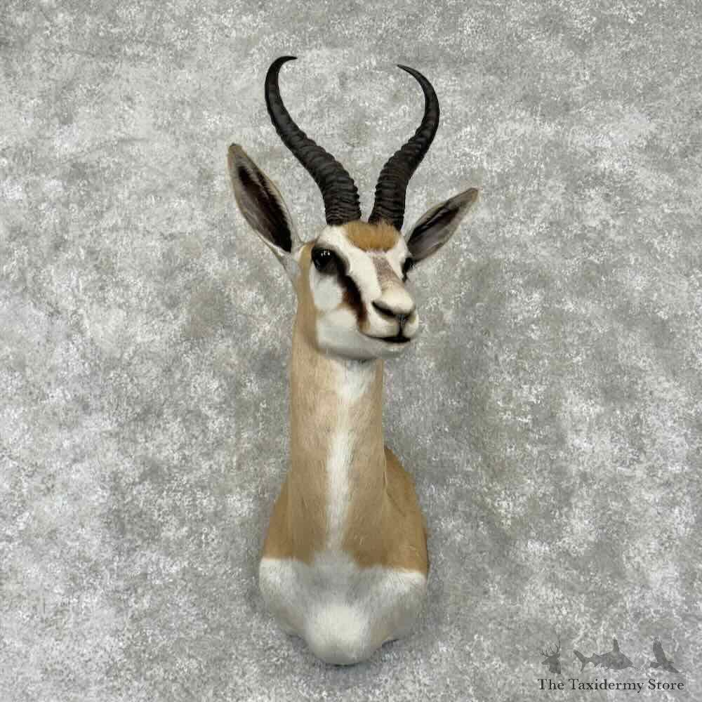 Kalahari Springbok Shoulder Mount For Sale #31658 @ The Taxidermy Store