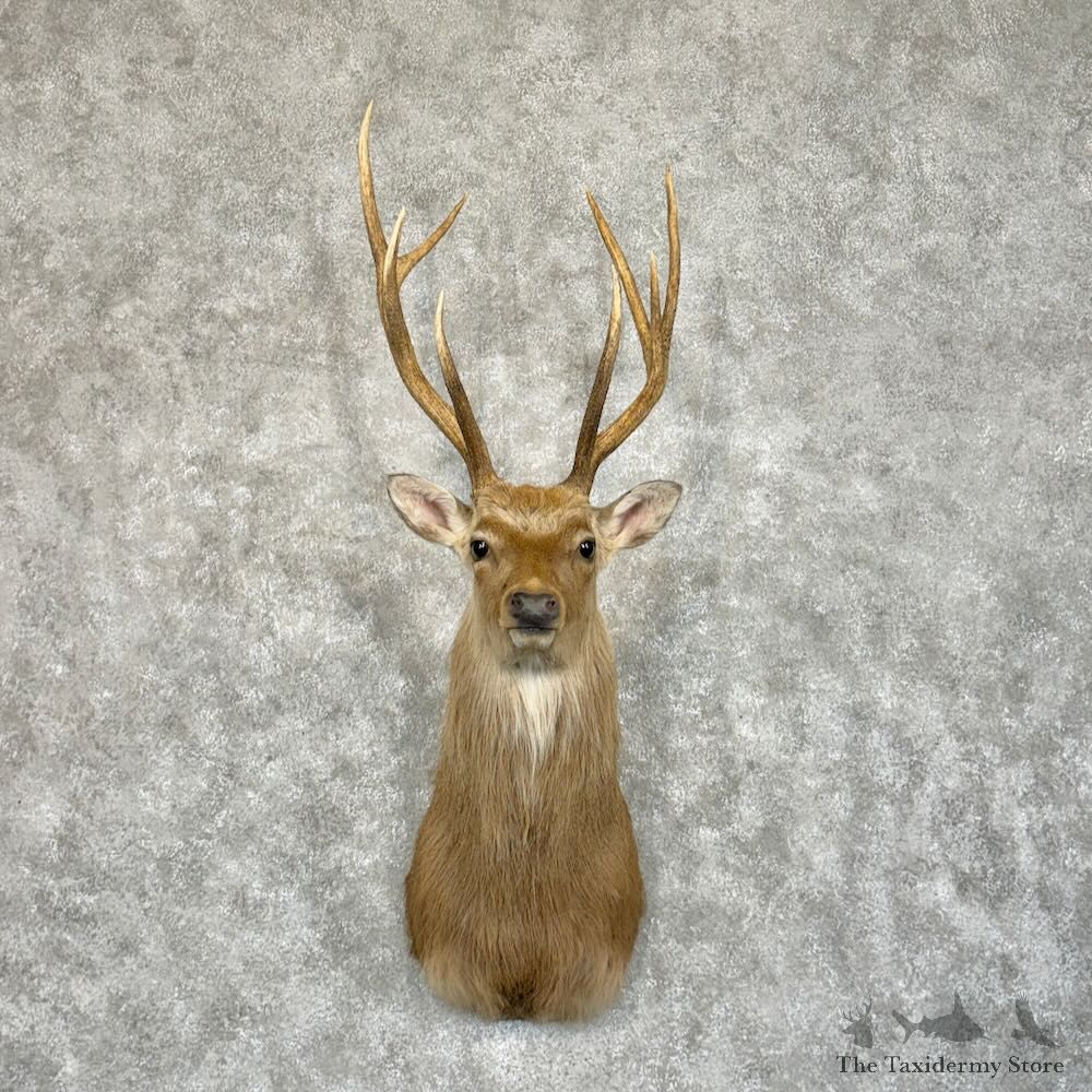 Japanese Sika Deer Shoulder Mount For Sale #29063 @ The Taxidermy Store