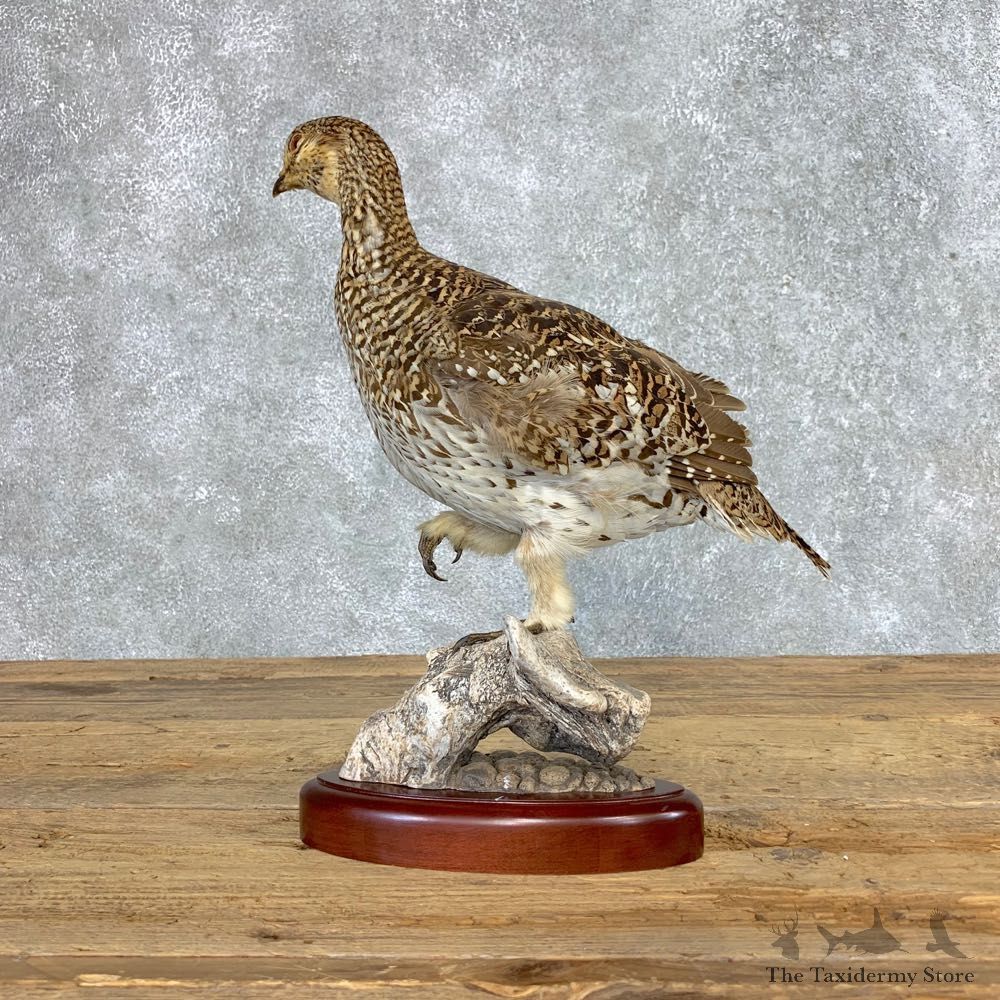 Sharp-tailed Grouse Bird Mount For Sale #21515 @ The Taxidermy Store