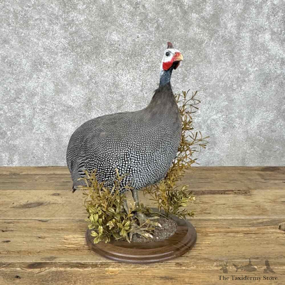Helmeted Guineafowl Bird Mount For Sale #32146 @ The Taxidermy Store