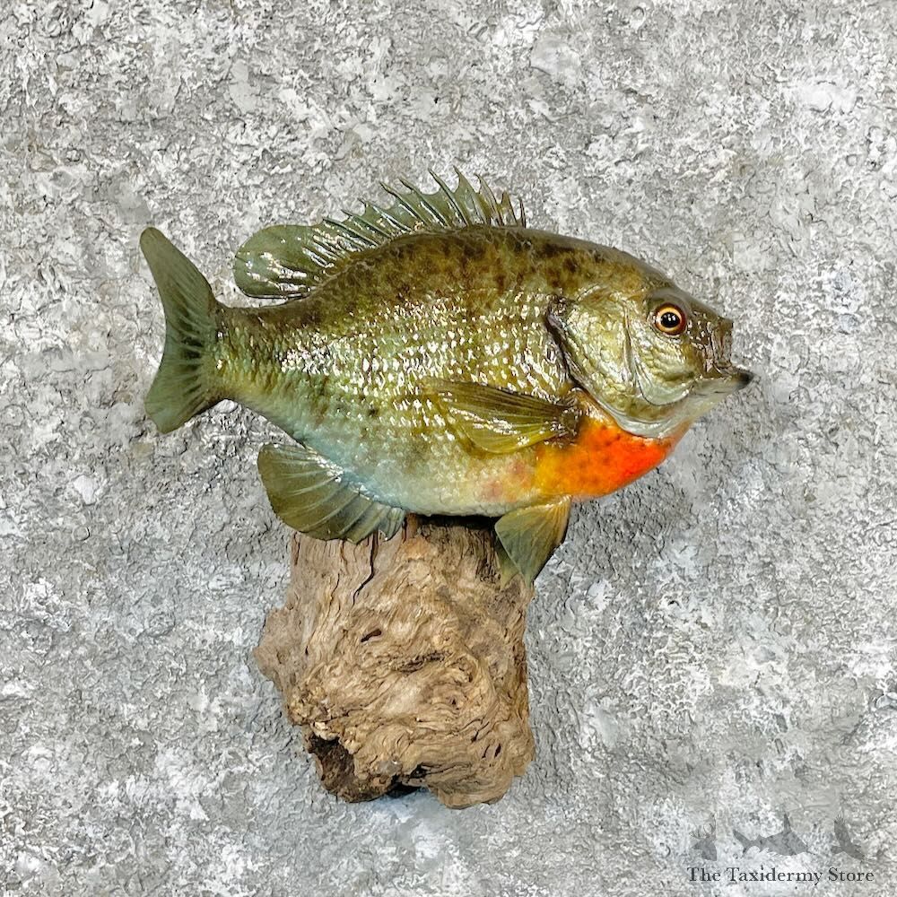Bluegill Taxidermy Fish Mount For Sale #27816 @ The Taxidermy Store
