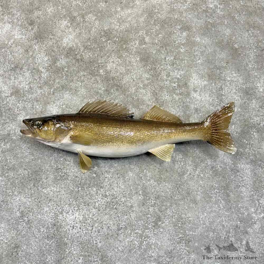 Walleye Fish Mount For Sale #30744 @ The Taxidermy Store