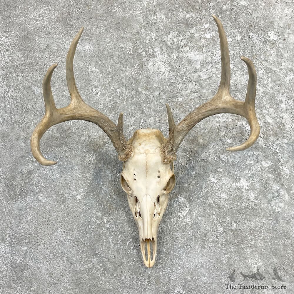 Whitetail Deer Skull European Mount For Sale #27404 @ The Taxidermy Store