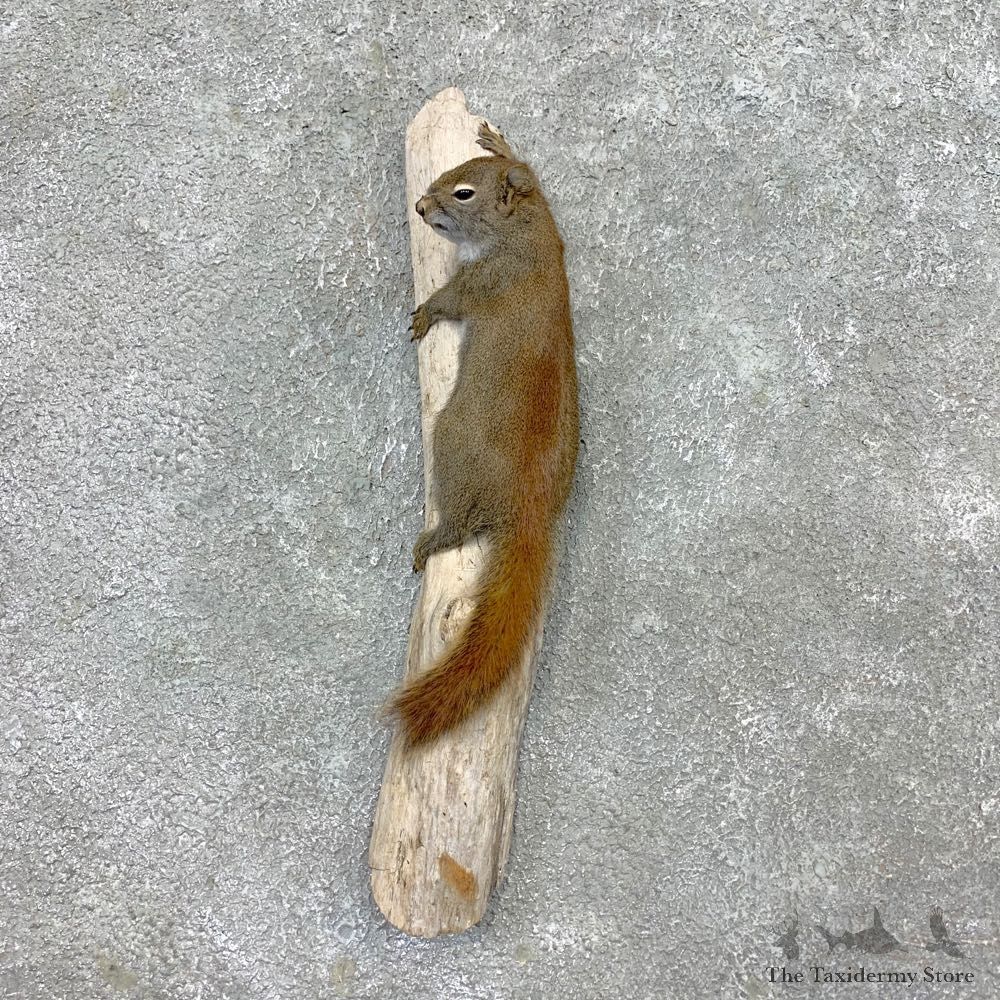 Red Squirrel Life-Size Mount For Sale #23410 @ The Taxidermy Store
