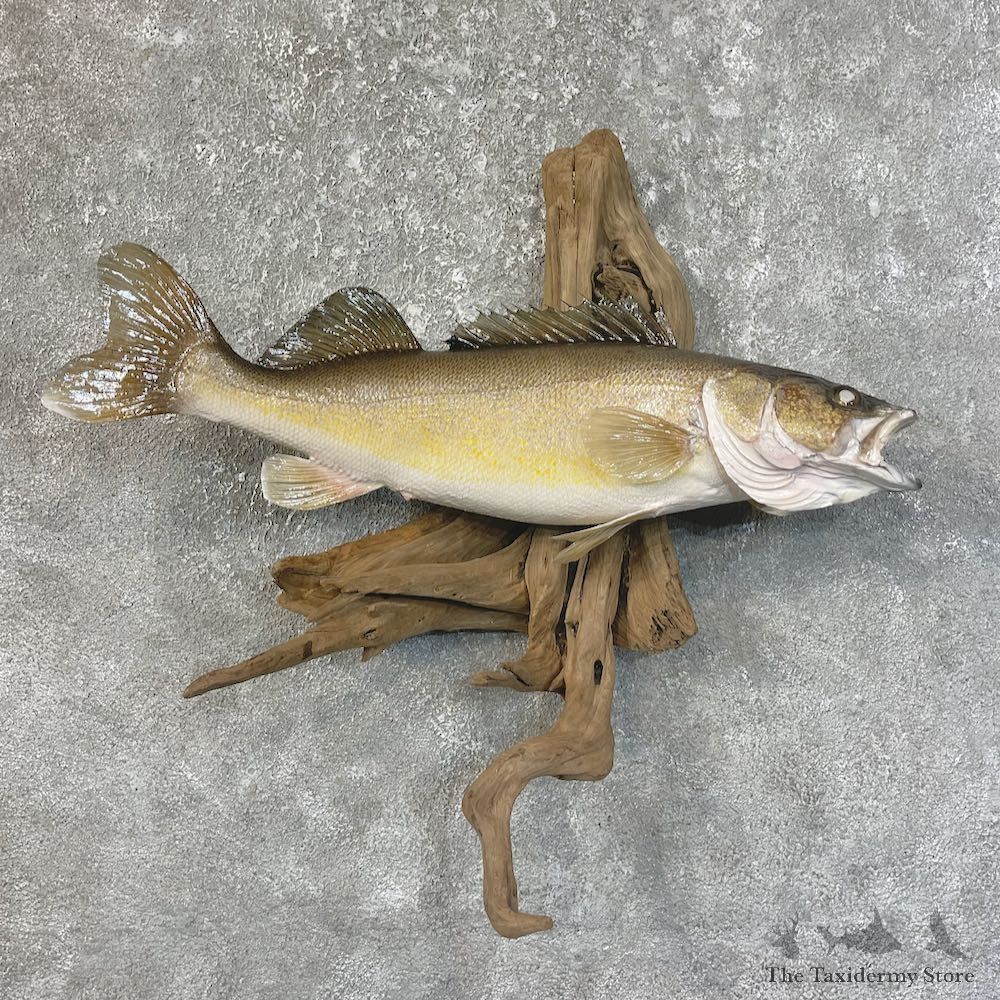 Walleye Taxidermy Fish Mount #25204 For Sale @ The Taxidermy Store