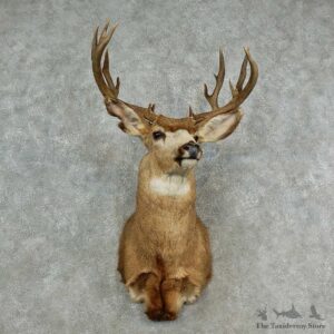 Mule Deer Shoulder Mount For Sale #16979 @ The Taxidermy Store