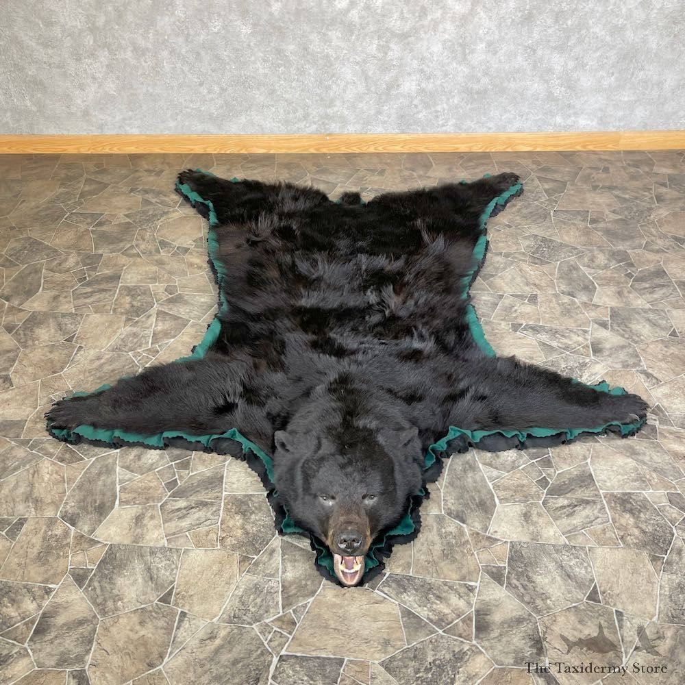 Black Bear Full-Size Rug For Sale #26281 @ The Taxidermy Store
