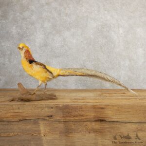 Yellow Golden Pheasant Bird Mount For Sale #20779 @ The Taxidermy Store