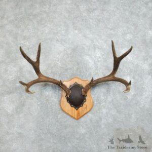 Mule Deer Taxidermy Antler Plaque #18380 For Sale @ The Taxidermy Store