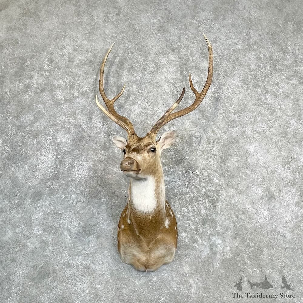 Axis Deer Shoulder Mount For Sale #27276 @ The Taxidermy Store