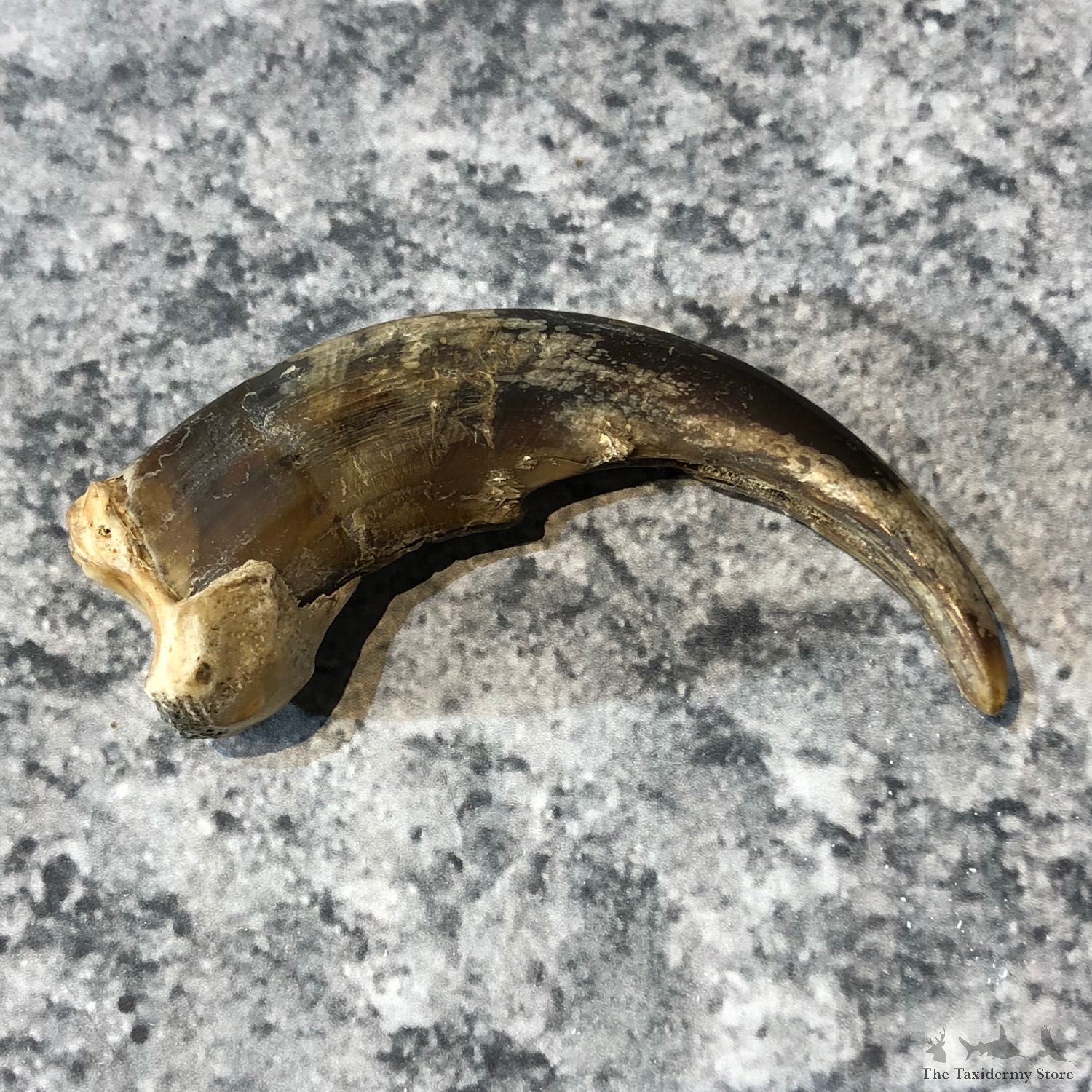 Grizzly Bear Claw For Sale #19612 @ The Taxidermy Store