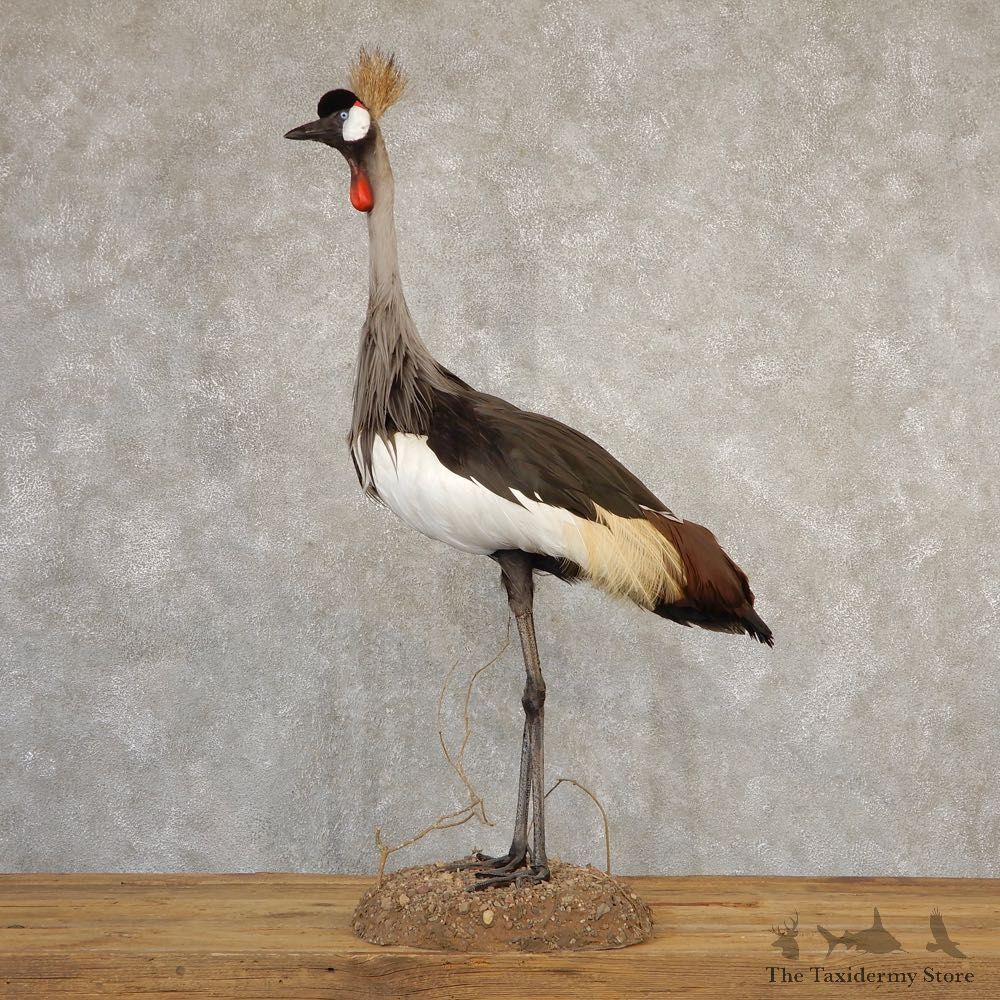 Grey-Crowned Crane Bird Mount For Sale #20709 - The Taxidermy Store