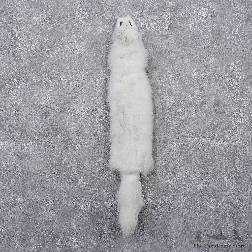 Arctic Fox Taxidermy Hide - Skin - Fur #12411 For Sale @ The Taxidermy Store