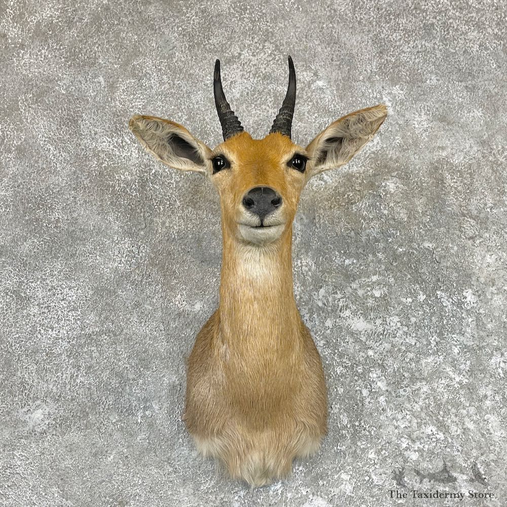 Bohor Reedbuck Shoulder Taxidermy Mount For Sale #26589 - The Taxidermy Store