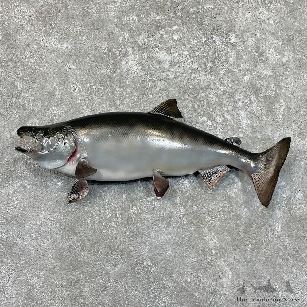 Coho Salmon Fish Mount For Sale #27514 @ The Taxidermy Store
