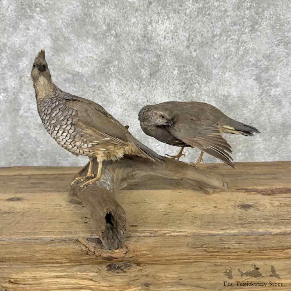 Scaled Quail Pair Bird Mount For Sale #32035 @ The Taxidermy Store
