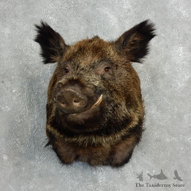 Wild Boar Shoulder Mount For Sale #17767 @ The Taxidermy Store