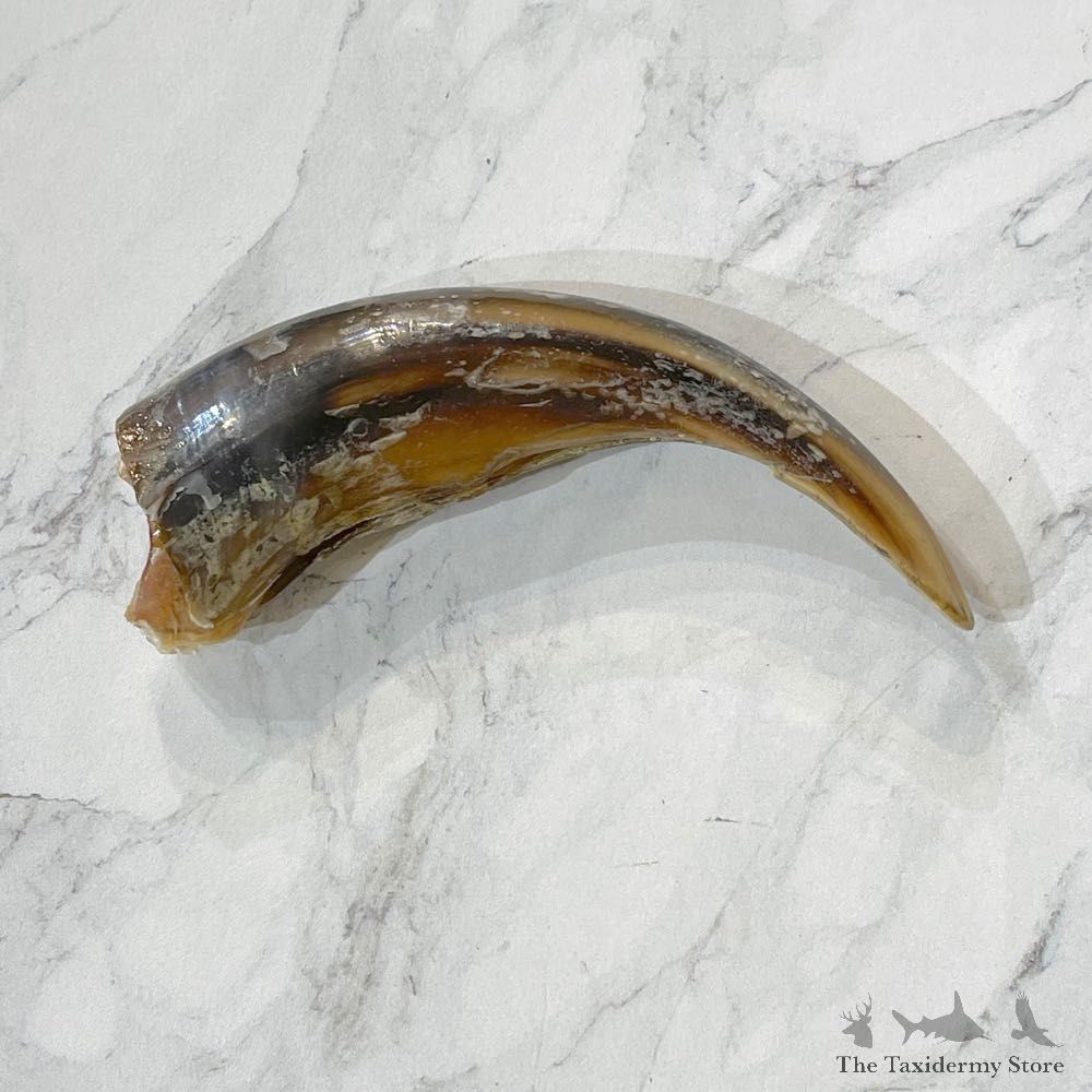 Grizzly Bear Claw For Sale #24884 - The Taxidermy Store