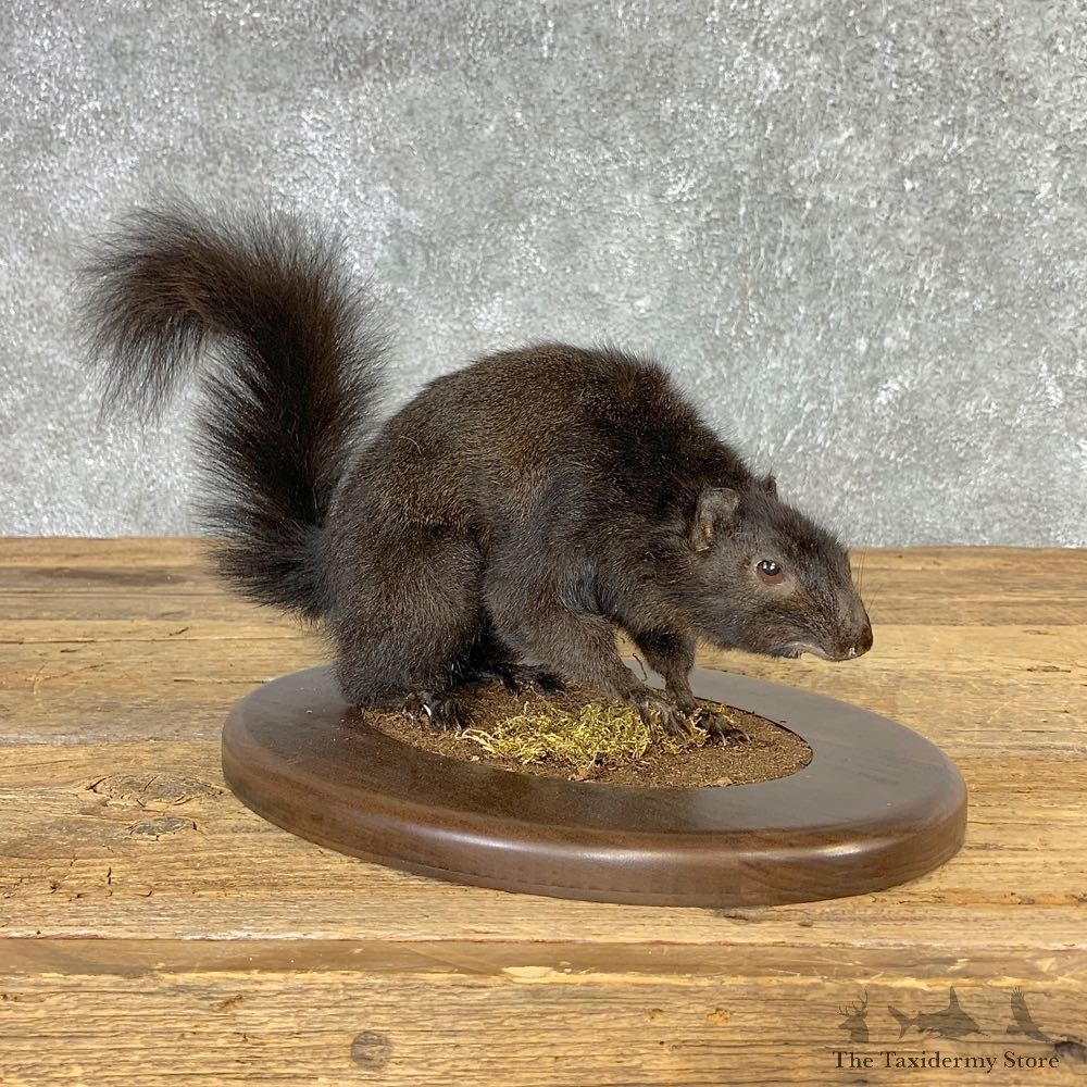 Black Squirrel Life-Size Mount For Sale #21314 @ The Taxidermy Store