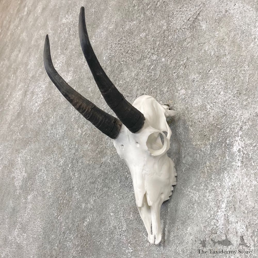 Mountain Goat Skull European Taxidermy Mount For Sale #24252 - The Taxidermy Store