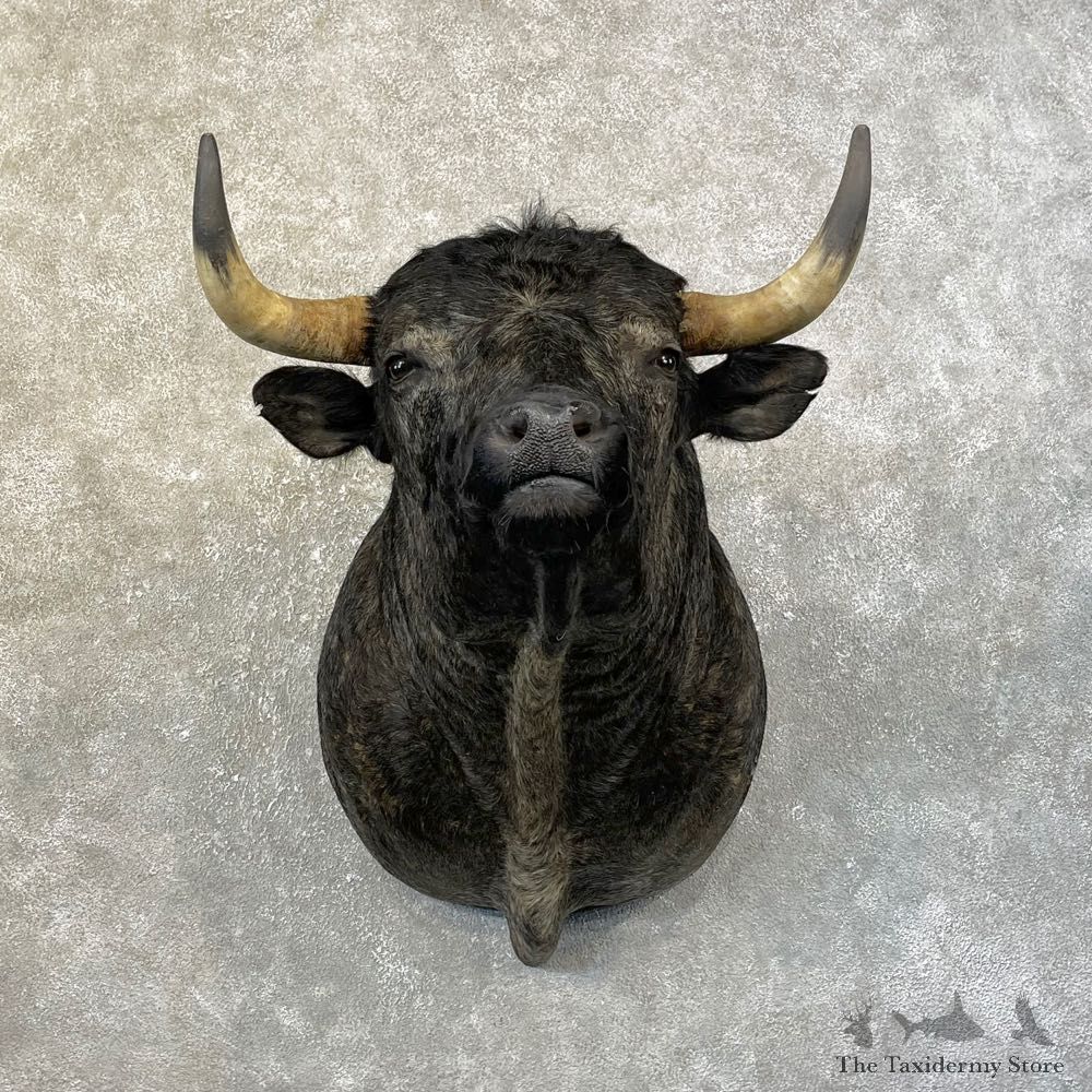 Spanish Fighting Bull Shoulder Mount For Sale #25149 @ The Taxidermy Store