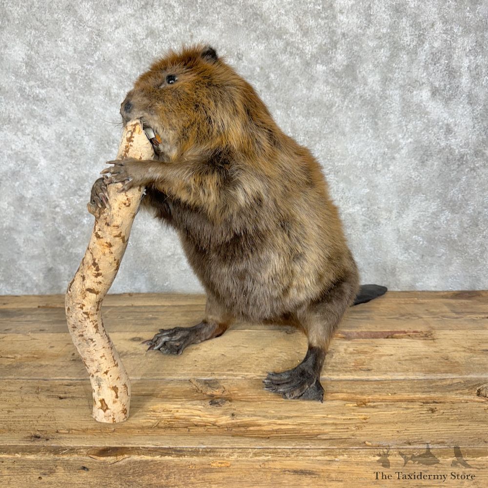 North American Beaver Mount For Sale #29345 @ The Taxidermy Store