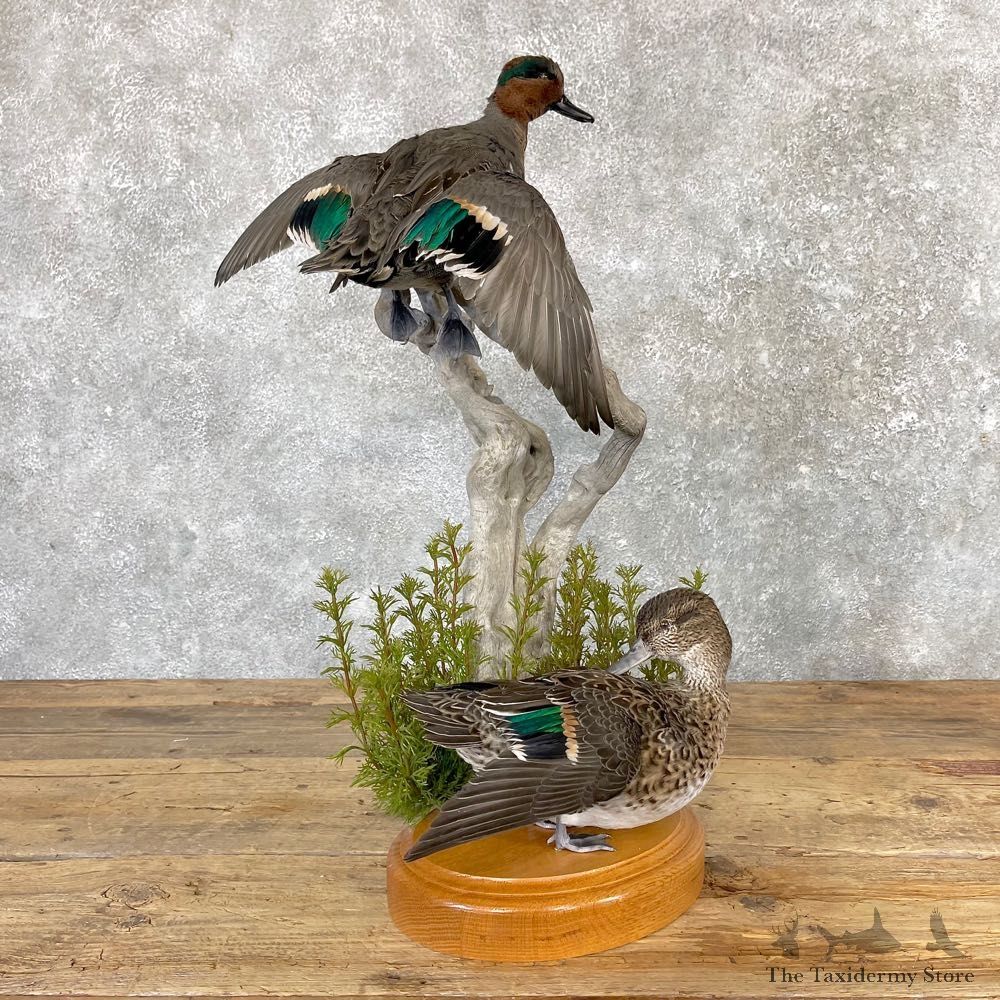 Green Winged Teal Duck Mount Scene For Sale #24970 @ The Taxidermy Store