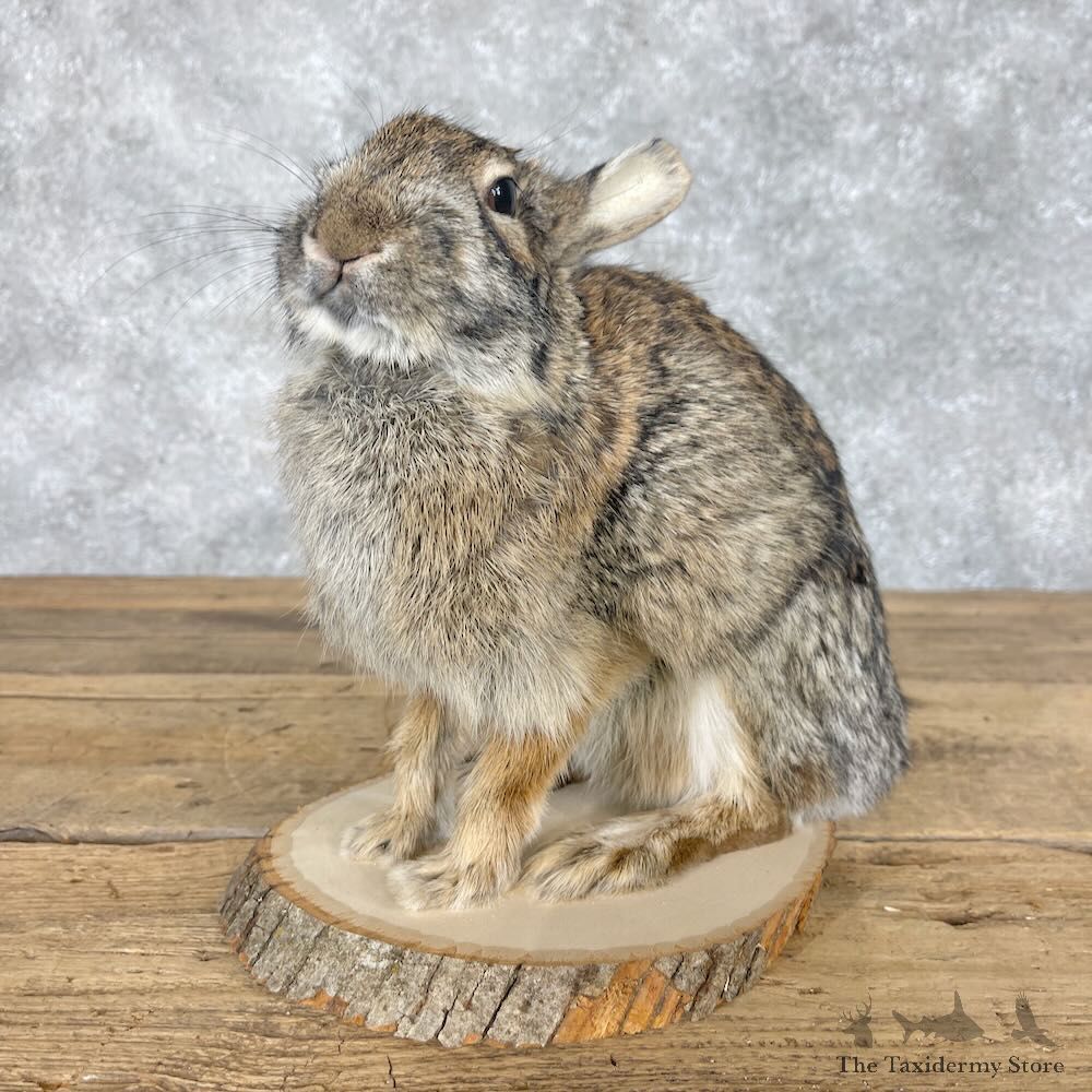 Eastern Cottontail Rabbit Life-size Mount For Sale #28626 @ The Taxidermy Store
