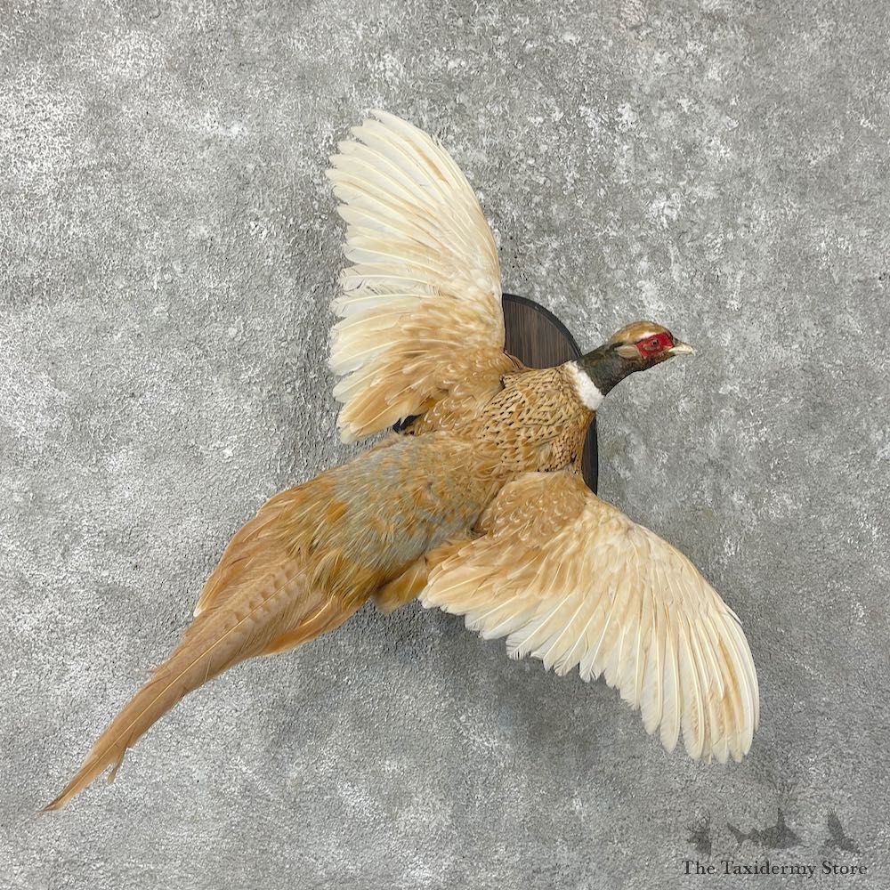 Ringneck Pheasant Bird Mount For Sale #26057 @ The Taxidermy Store