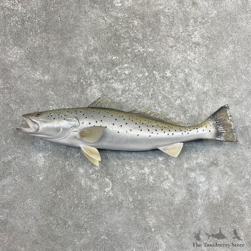 Sea Trout Fish Mount For Sale #27706 @ The Taxidermy Store