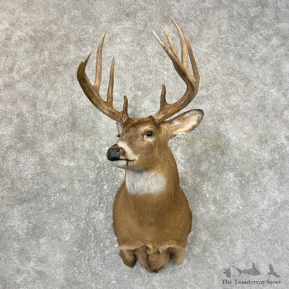 Whitetail Deer Shoulder Mount #25198 For Sale - The Taxidermy Store