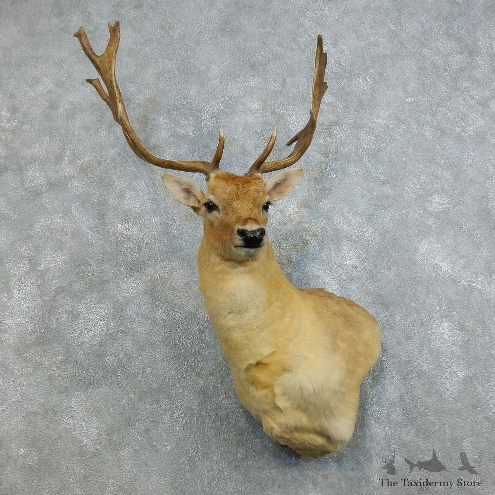 Fallow Deer Shoulder Mount For Sale #18538 @ The Taxidermy Store