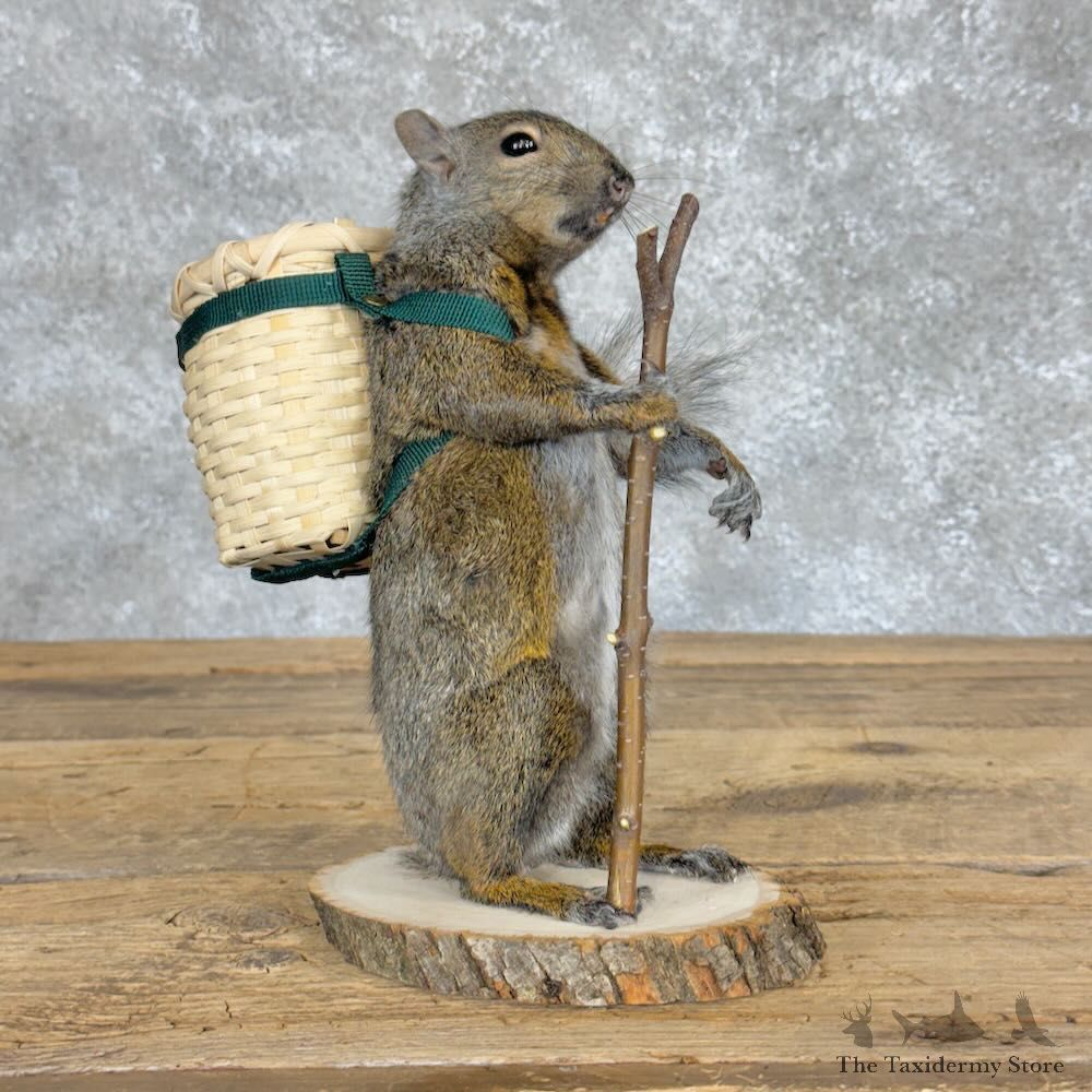 Hiking Squirrel Novelty Mount For Sale #28932 @ The Taxidermy Store