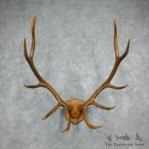 Rocky Mountain Elk Plaque Mount For Sale #18329 @ The Taxidermy Store