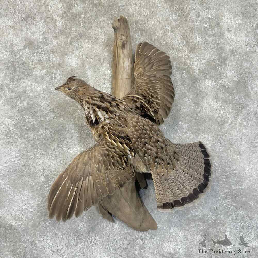 Ruffed Grouse Bird Mount For Sale #30552 @ The Taxidermy Store